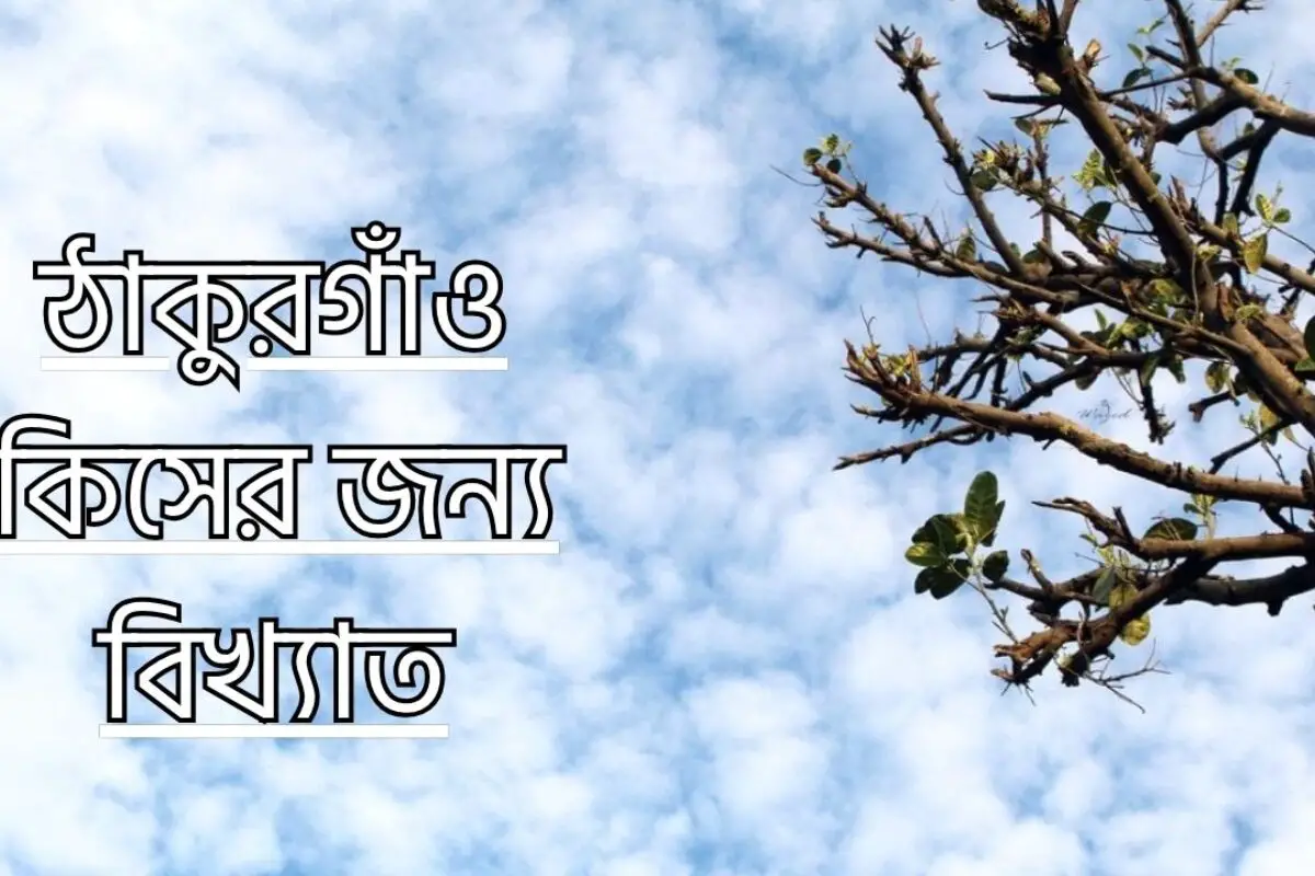 ঠাকুরগাঁও কিসের জন্য বিখ্যাত