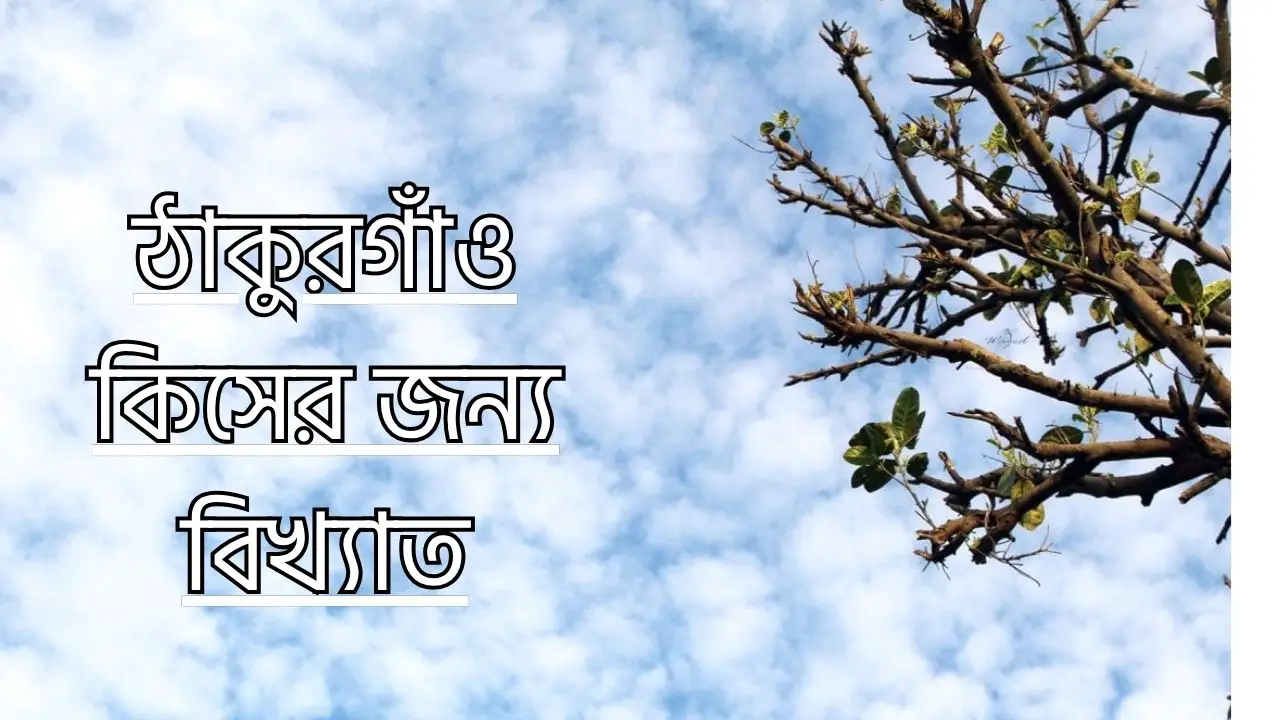 ঠাকুরগাঁও কিসের জন্য বিখ্যাত
